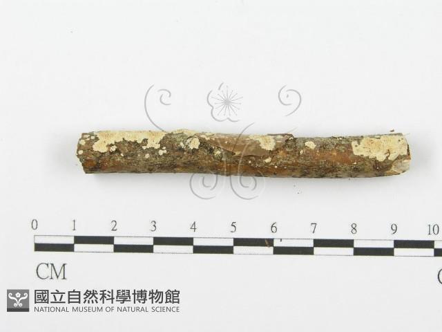 登錄號:F0001615藏品圖，第5張