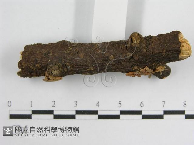 微皮傘屬藏品圖，第5張