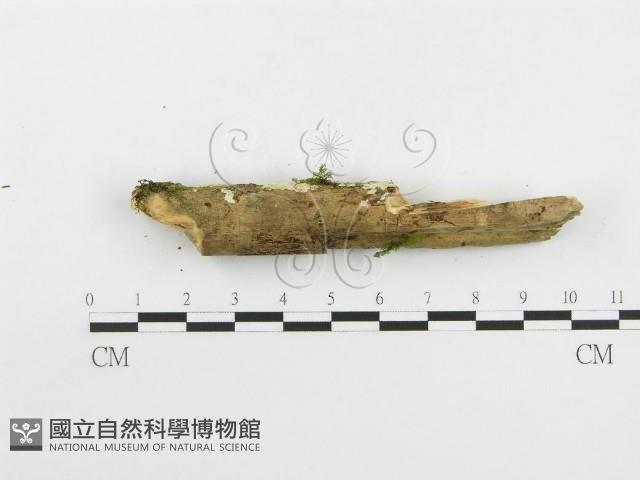 登錄號:F0020515藏品圖，第5張