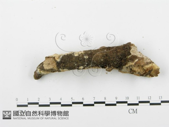 登錄號:F0001515藏品圖，第5張