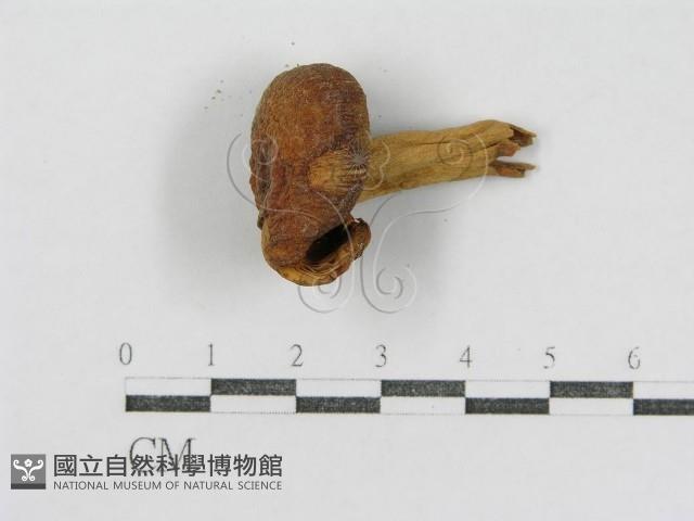 登錄號:F0005515藏品圖，第5張