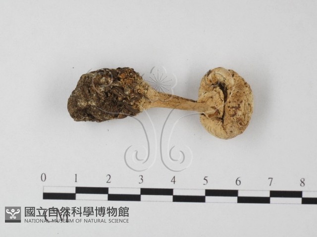 登錄號:F0003515藏品圖，第5張