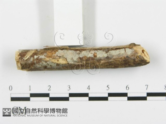 登錄號:F0003115藏品圖，第5張