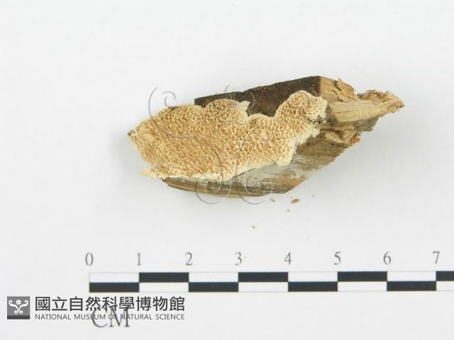 登錄號:F0006015藏品圖，第5張