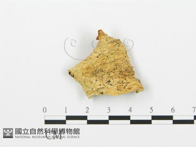 登錄號:F0017255藏品圖，第5張