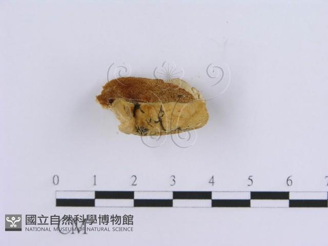 登錄號:F0019955藏品圖，第5張