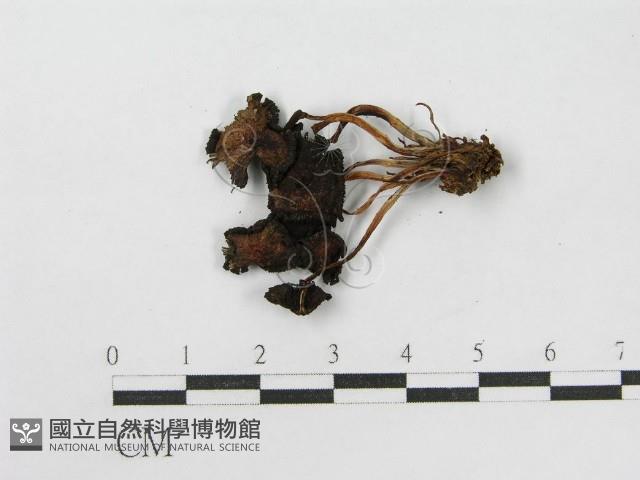 登錄號:F0012455藏品圖，第5張