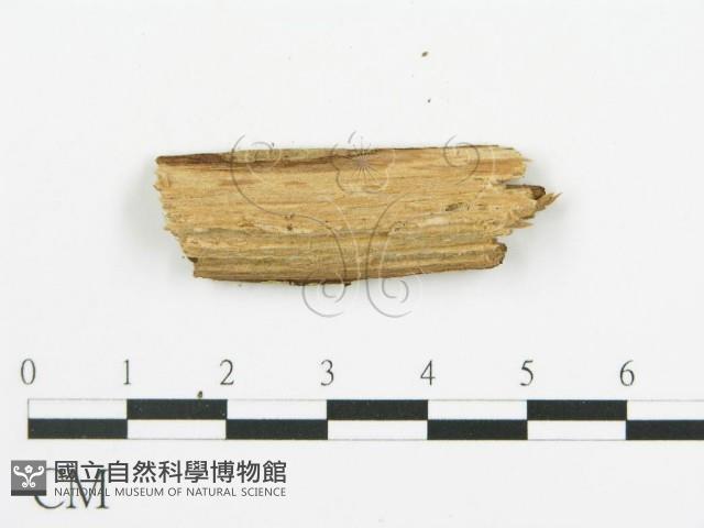 登錄號:F0015755藏品圖，第5張