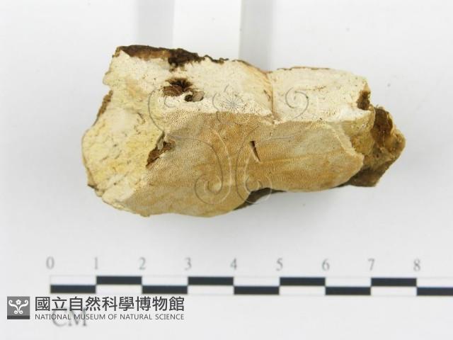 登錄號:F0019755藏品圖，第5張