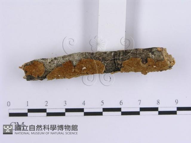 韌革菌屬藏品圖，第5張