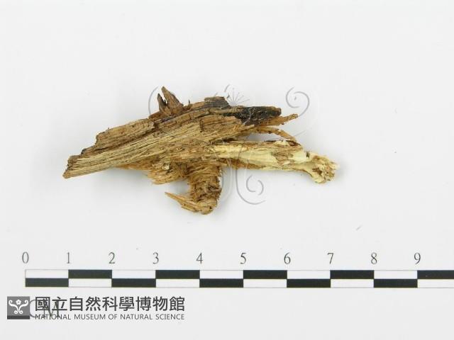 登錄號:F0009555藏品圖，第5張