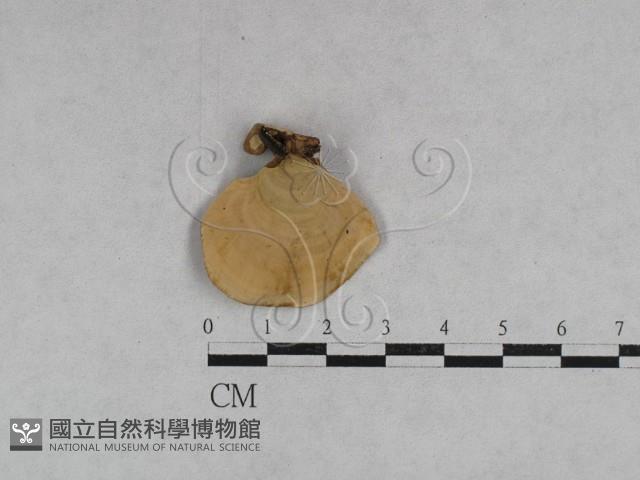 韌革菌屬藏品圖，第5張