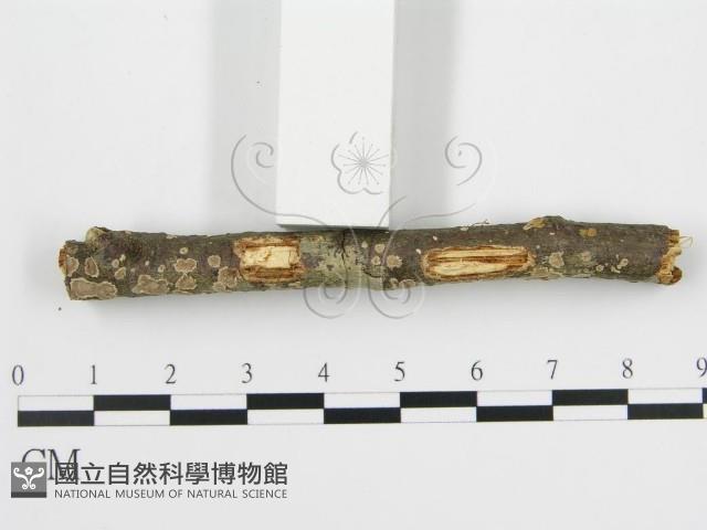 登錄號:F0001055藏品圖，第5張