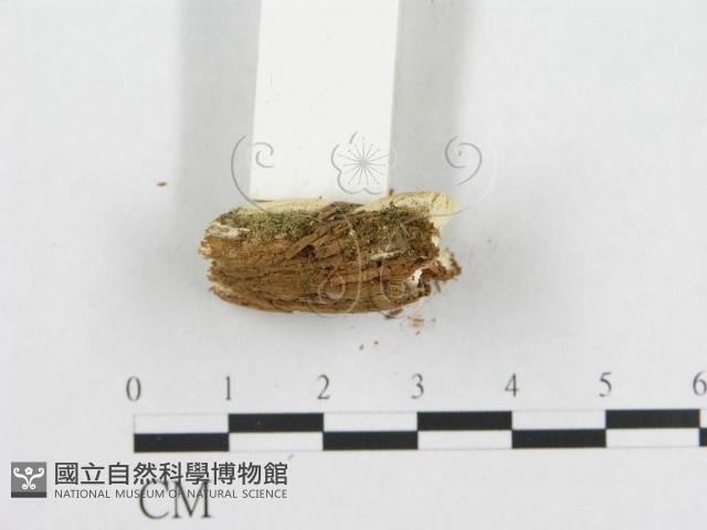 登錄號:F0005945藏品圖，第5張