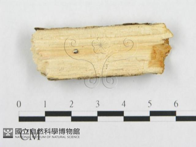 登錄號:F0019945藏品圖，第5張