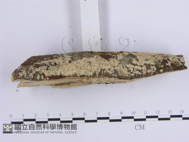登錄號:F0001645藏品圖，第5張