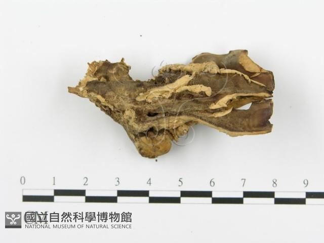 煙管菌藏品圖，第5張