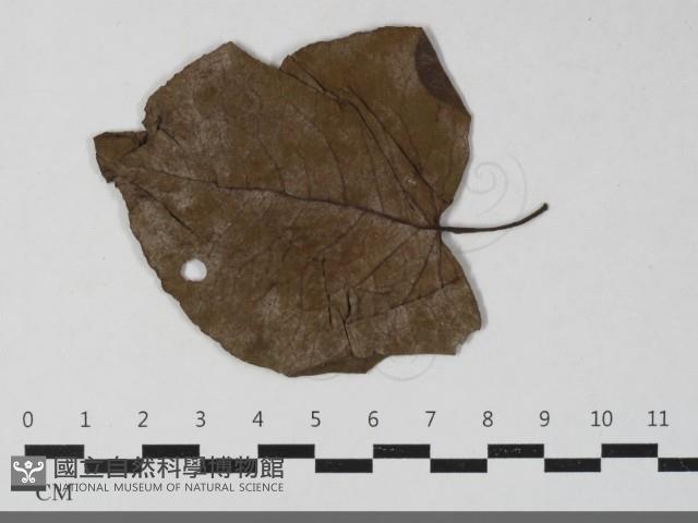 登錄號:F0033445藏品圖，第5張