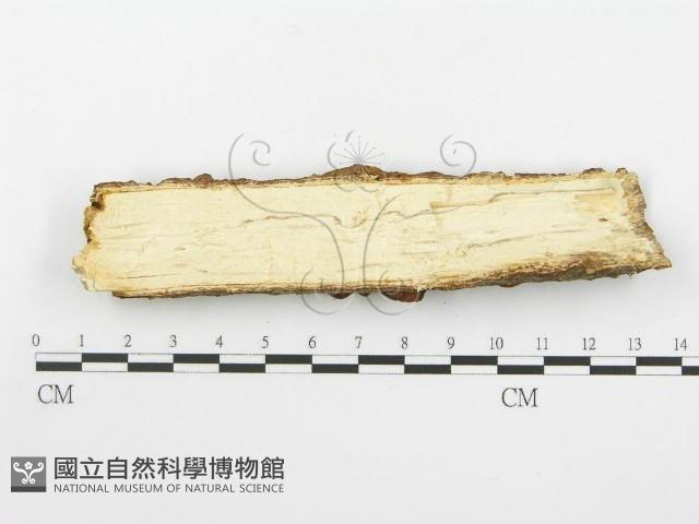 登錄號:F0001545藏品圖，第5張