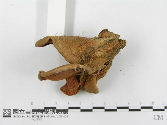 登錄號:F0003545藏品圖，第5張