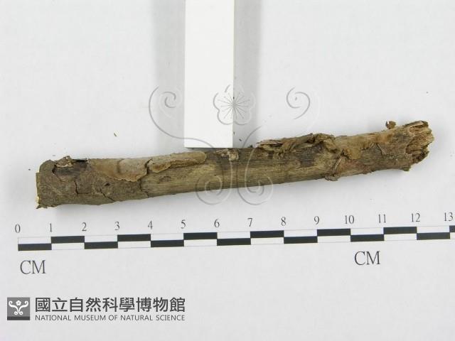 登錄號:F0000145藏品圖，第5張