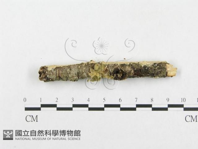 登錄號:F0001045藏品圖，第5張