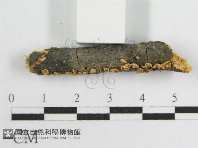 微皮傘屬藏品圖，第5張
