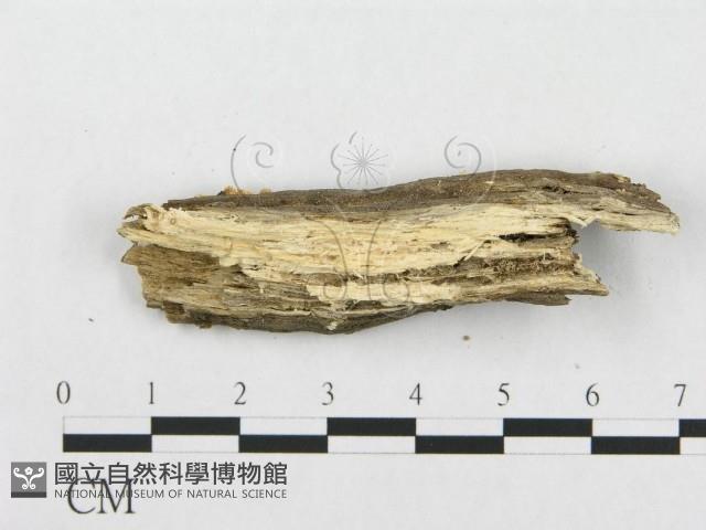 登錄號:F0019935藏品圖，第5張