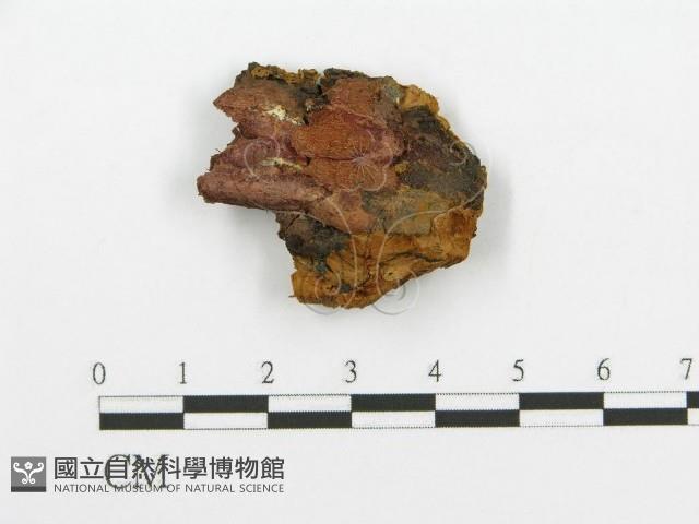 登錄號:F0017635藏品圖，第5張