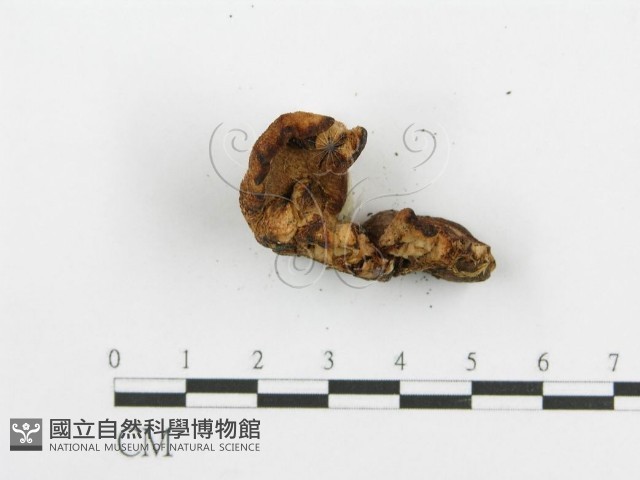 登錄號:F0005735藏品圖，第5張
