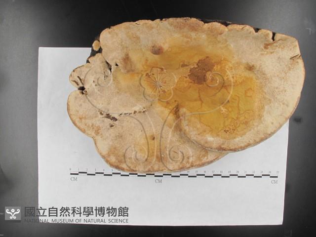 松生擬層孔菌藏品圖，第5張