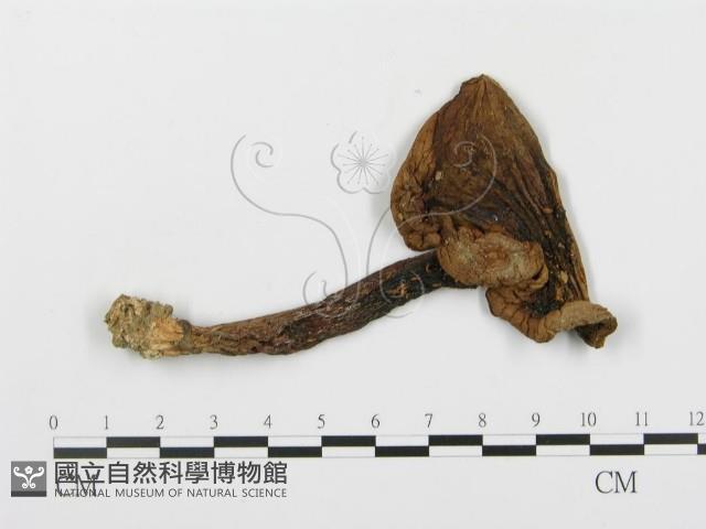 登錄號:F0002275藏品圖，第5張