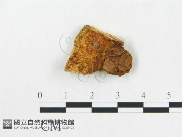 硬孔菌屬藏品圖，第5張