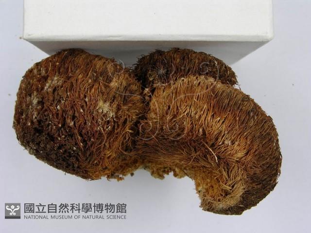 登錄號:F0010675藏品圖，第5張