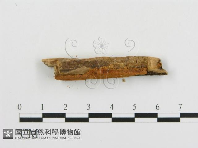 登錄號:F0006675藏品圖，第5張