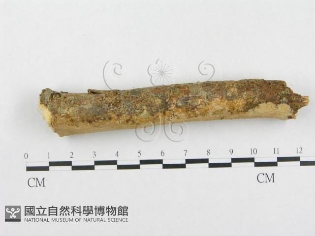 登錄號:F0002475藏品圖，第5張