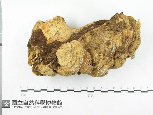 登錄號:F0010575藏品圖，第5張