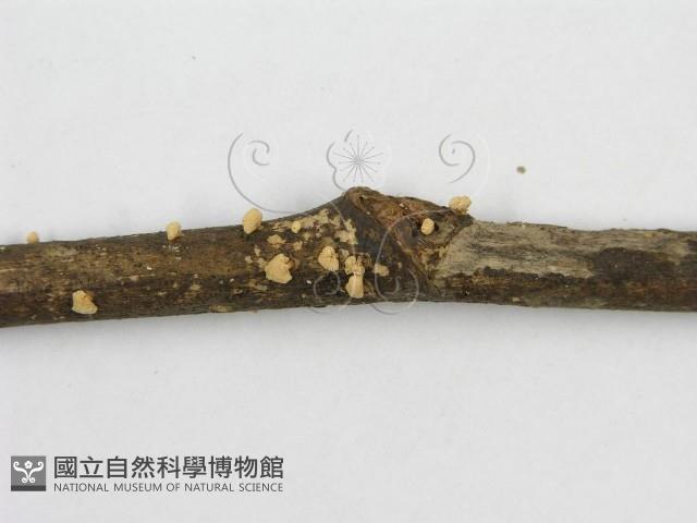 登錄號:F0005575藏品圖，第5張