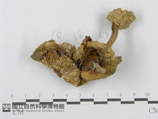 登錄號:F0011175藏品圖，第5張