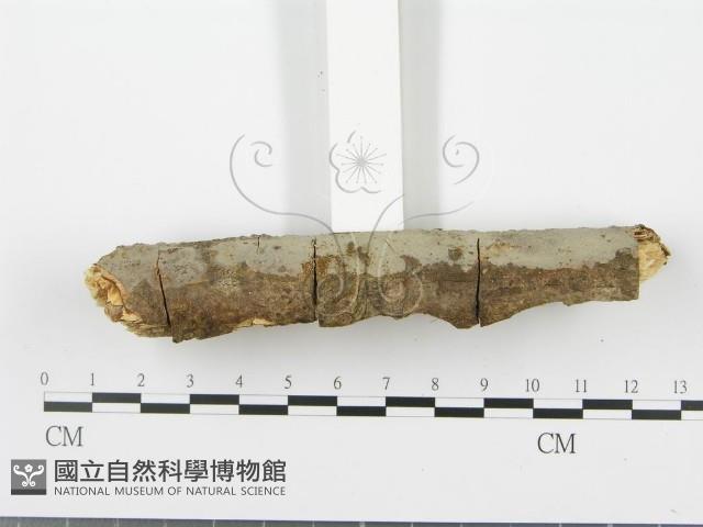 射脈菌屬藏品圖，第5張