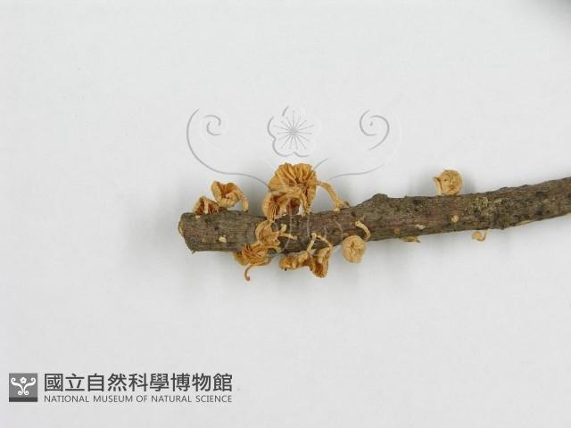 微皮傘屬藏品圖，第5張