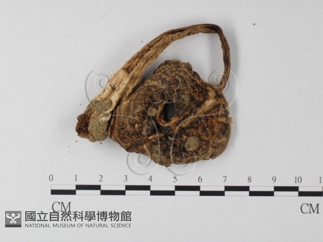 登錄號:F0002269藏品圖，第5張