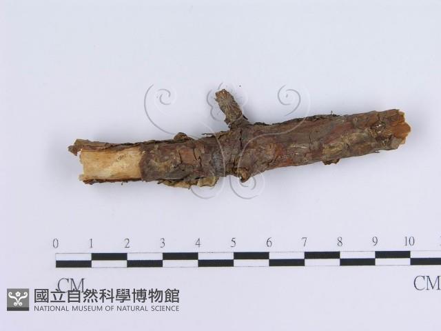 冇骨消絲齒菌藏品圖，第5張