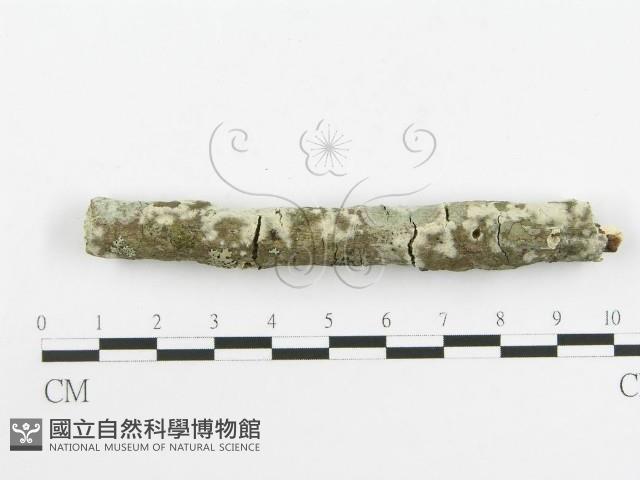 登錄號:F0020469藏品圖，第5張