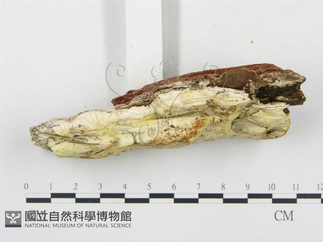 登錄號:F0017469藏品圖，第5張