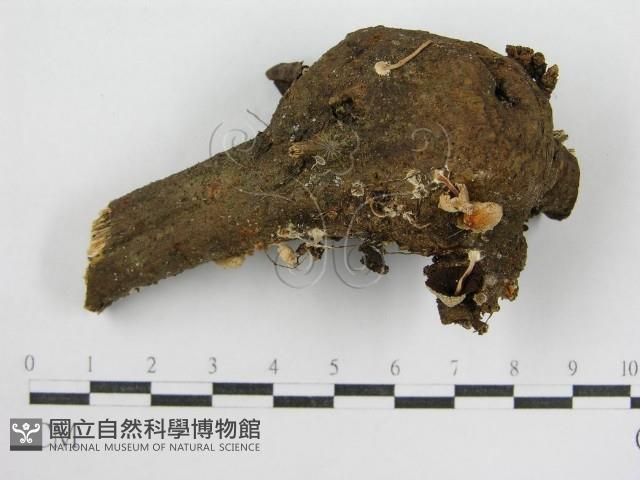 鬼傘屬藏品圖，第5張