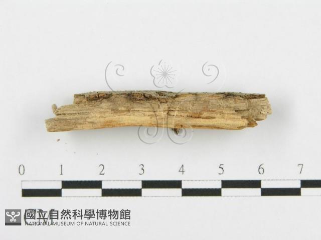 登錄號:F0016769藏品圖，第5張