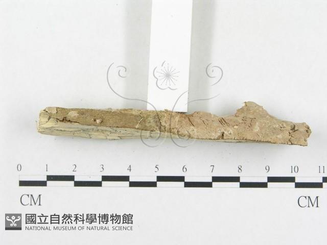 登錄號:F0002769藏品圖，第5張