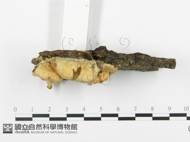 登錄號:F0019769藏品圖，第5張