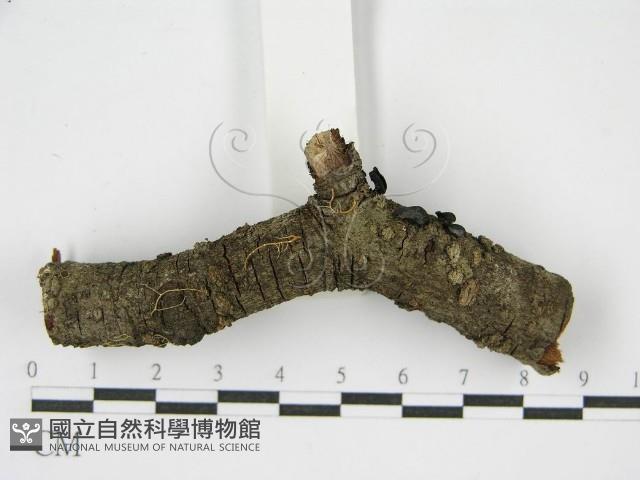 登錄號:F0001169藏品圖，第5張